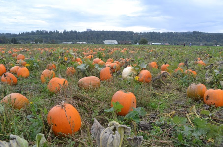 Pumpkin Patch