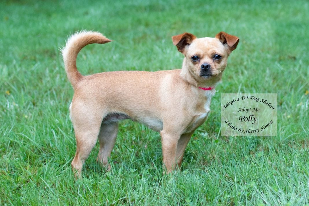 Polly dog of the week Adopt-A-Pet