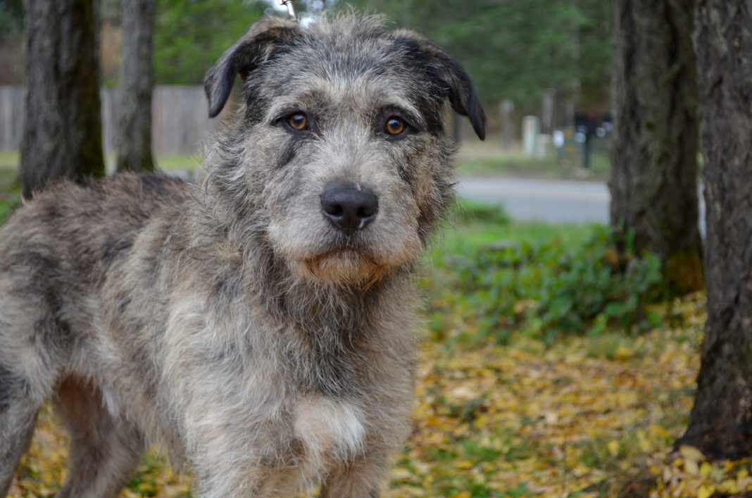 Adopt A Pet Dog of the Week