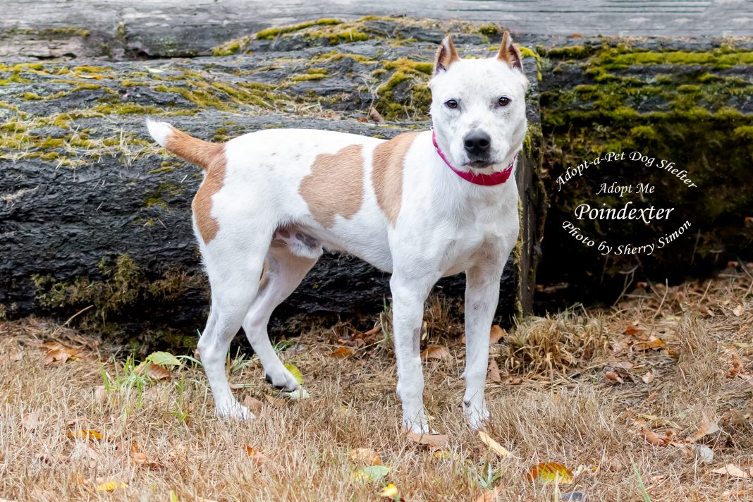 Adopt A Pet Dog of the Week Poindexter