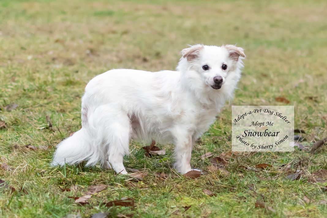 Adopt A Pet SnowBear Dog of the Wee