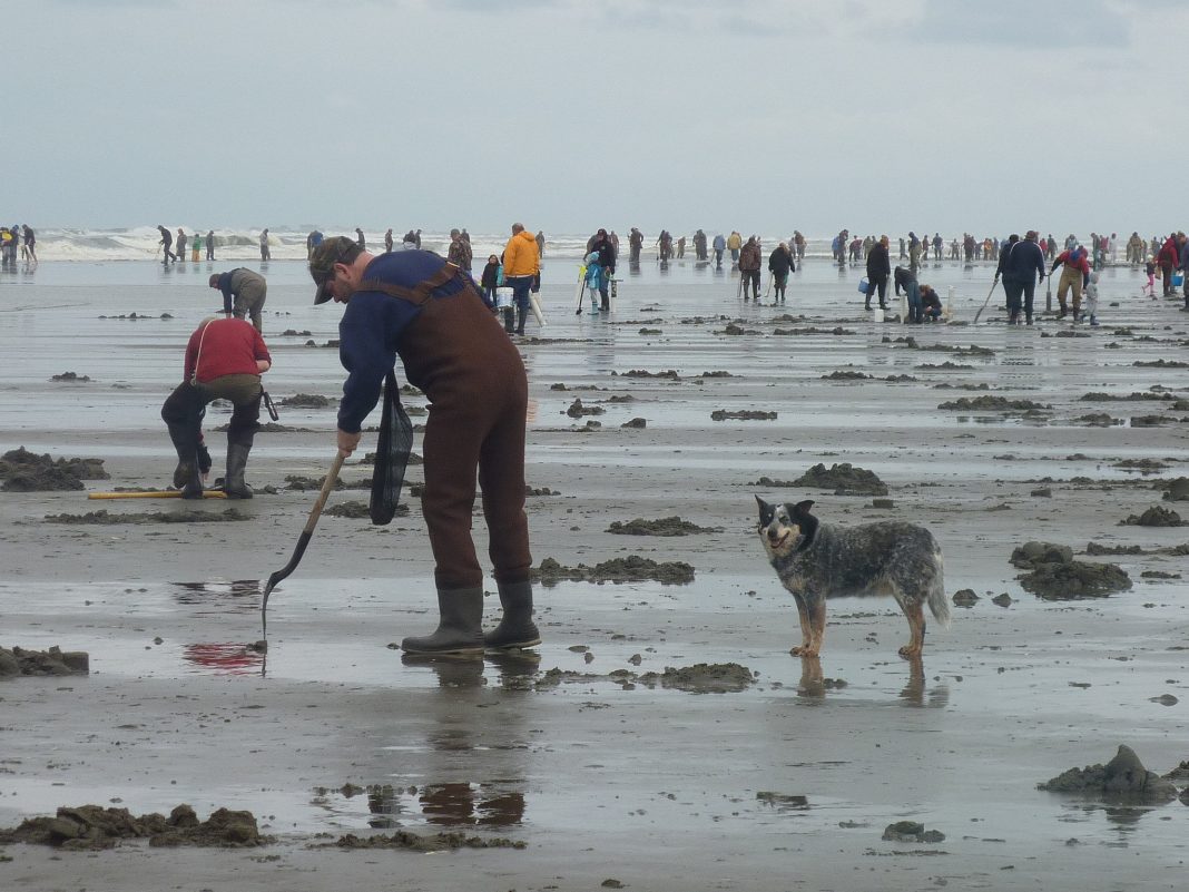 Razor Clam Digging Washington Coast