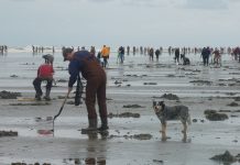 Razor Clam Digging Washington Coast