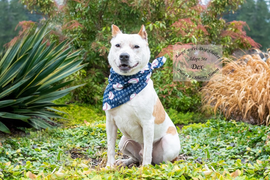 Adopt a Pet Dex Dog of the Week