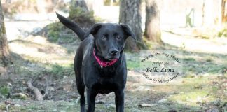 Adopt A Pet Dog of the Week Bella Luna