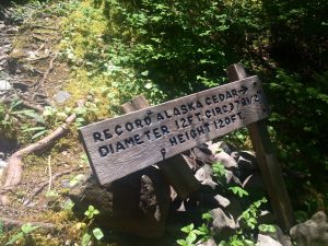 Sign for Record Alaska Cedar in Quinault