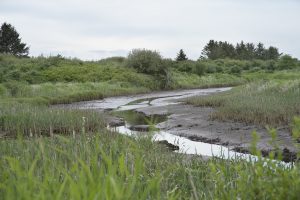 Bottle Beach redman slough