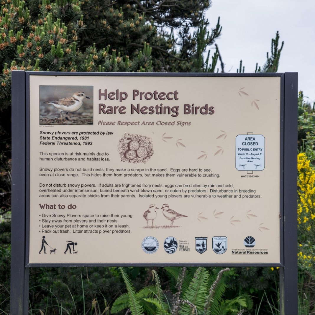 IG Snowy Plover sign for July 4 msg