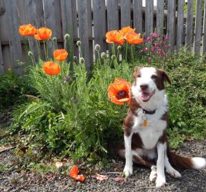 Where to walk your dog in Elma dog posing by orange flowers