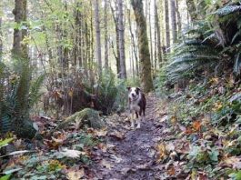 Where to walk your dog in Elma dog walking in capotal state forest