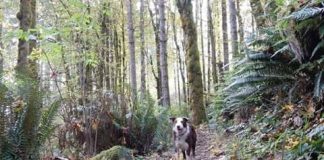 Where to walk your dog in Elma dog walking in capotal state forest