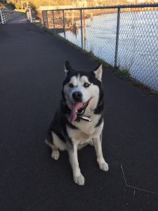 where to walk your dog in Aberdeen morrison riverfront park