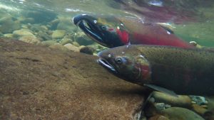 Twin Bridges Park Montesano Coho Salmon