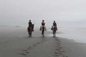 Where to Camp with Horses Grays Harbor Ocean Shores
