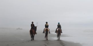 Where to Camp with Horses Grays Harbor Ocean Shores