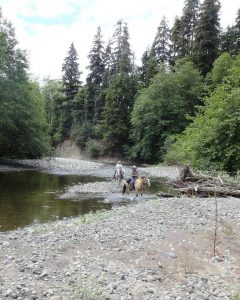 Where to Camp with Horses Grays Harbor West HumpTulips Trail