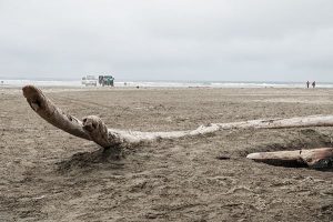 Where to camp in Grays Harbor Washington Beach Access at Ocean City State Park
