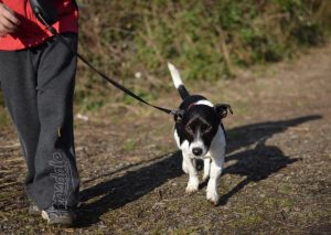 Where to walk your dog in McCleary