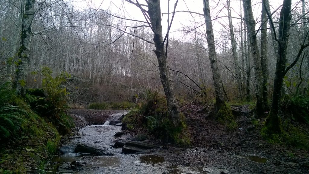 running trails grays Harbor Lake Swano Trail