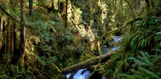 Quinault Rain forest