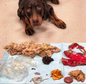 Olympia Pet Emergency Holiday Pet Safety Tips Table Scraps