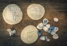 Where-to-go-Beachcombing-in-Winter-in-Grays-Harbor-Shells-and-sand-dollars