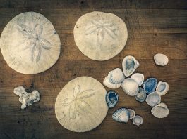 Where-to-go-Beachcombing-in-Winter-in-Grays-Harbor-Shells-and-sand-dollars