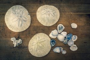 Where-to-go-Beachcombing-in-Winter-in-Grays-Harbor-Shells-and-sand-dollars