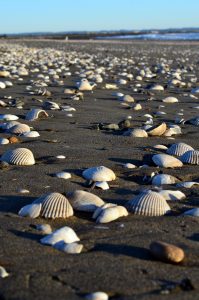 Where to go Beachcombing in Winter in Grays Harbor shells at Damon Point