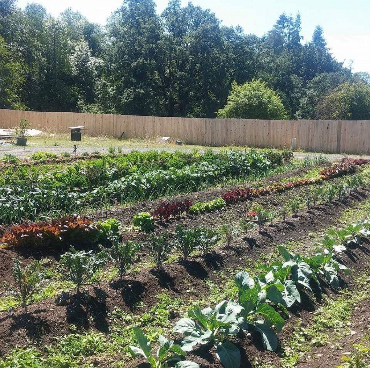 Covid 19 Crisis Is Reviving Victory Gardens In Pacific Northwest