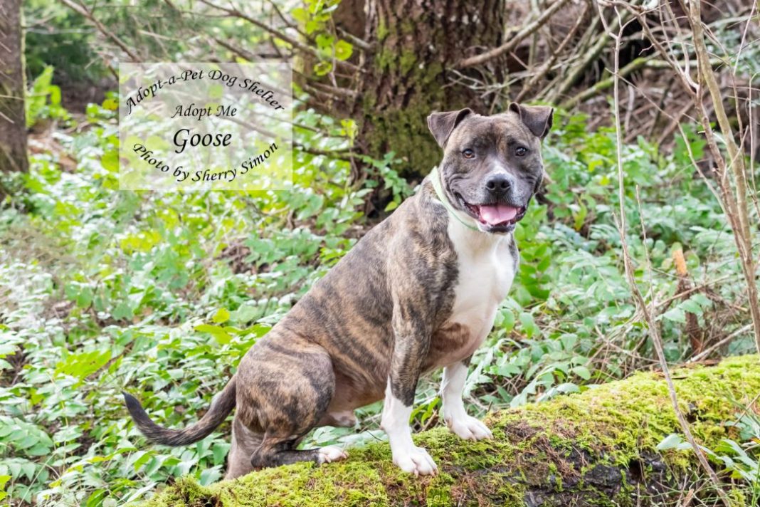 Goose Dog of the Week Log
