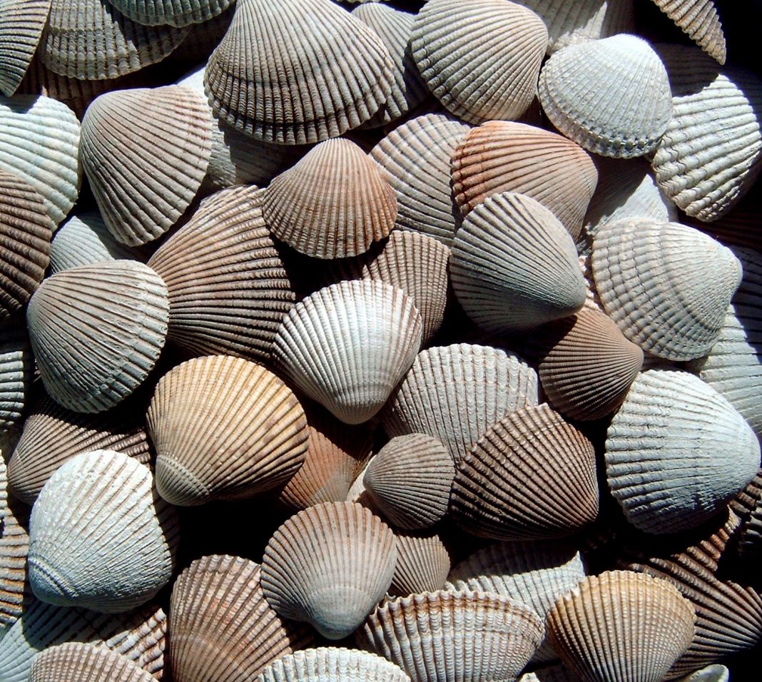 Beachcombing-ocean-shores-Shells