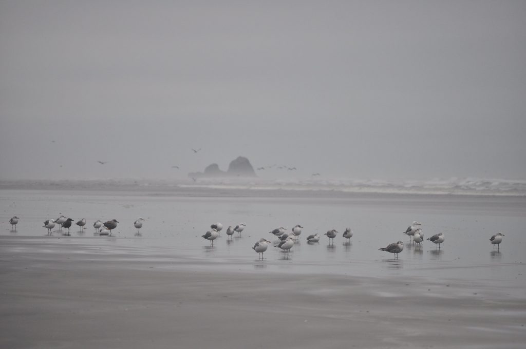 Grays Harbor Winter Hikes Copalis-Rock-via-Joe-Mabel