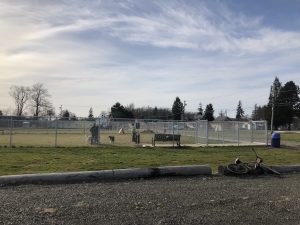 Aberdeen-Dog-Park-Garley-Park-large-dog-section