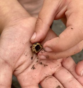 Customized Learning montesano Mateo-Tide-Pools