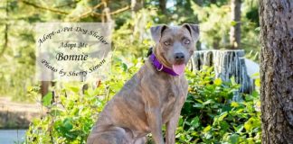 Adopt a pet dog of the week Bonnie