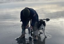 man bent over using clam gun in the sand with a husky next to him