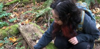 South Sound Mushroom Club member Marie Kelley spots mushrooms on a fallen log near The Evergreen State College's forest trails.