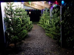Christmas tree farm in Grays Harbor, Washington