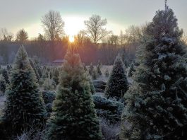 Christmas Trees growing on a farm in Montesano, Grays Harbor