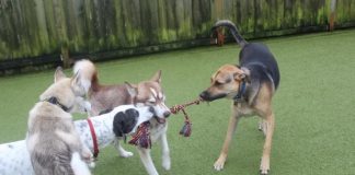 two dogs playing tug of war with a rope at Paws & Claws Adventure Resort