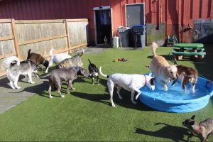 dogs playing in the yard and in the pool at Paws & Claws Adventure Resort