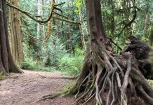 trees on The Evergreen State College campus