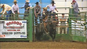 Bull rider breaking out of the gate at the Grays Harbor County Fairgrounds