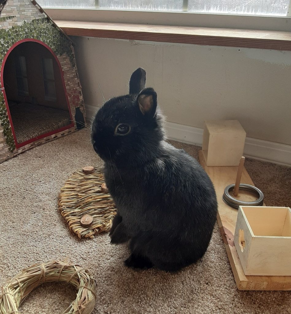black bunny sitting up on a carpet, with bunny toys and a cardboard house around him