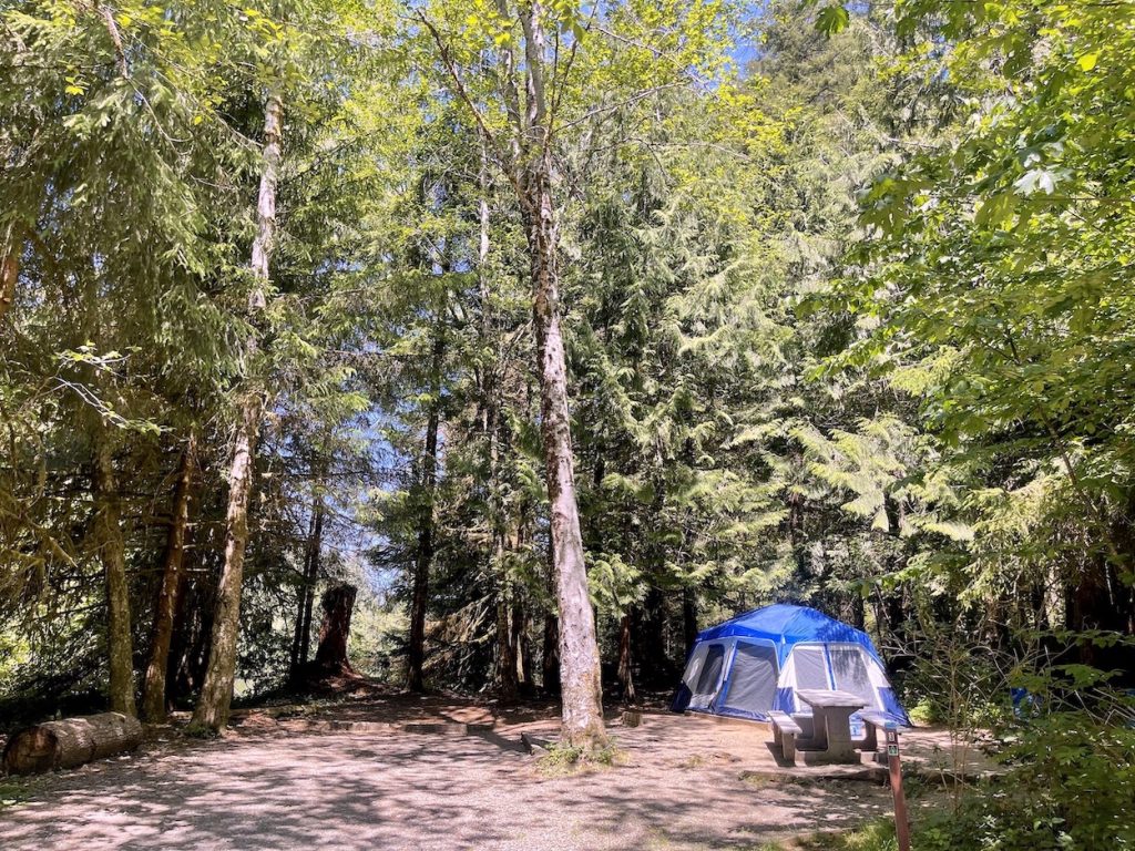 tent pitched under very tall pine trees at Lake Slyvia