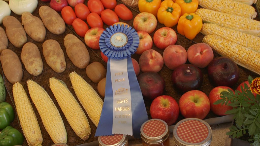 corn, peppers, potatoes, apples, nectarines and tomatoes on a table with a blue ribbon that says 'Grays Harbor County Fair' on them