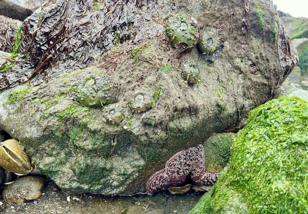 algae covered rocks with mussels and sea stars