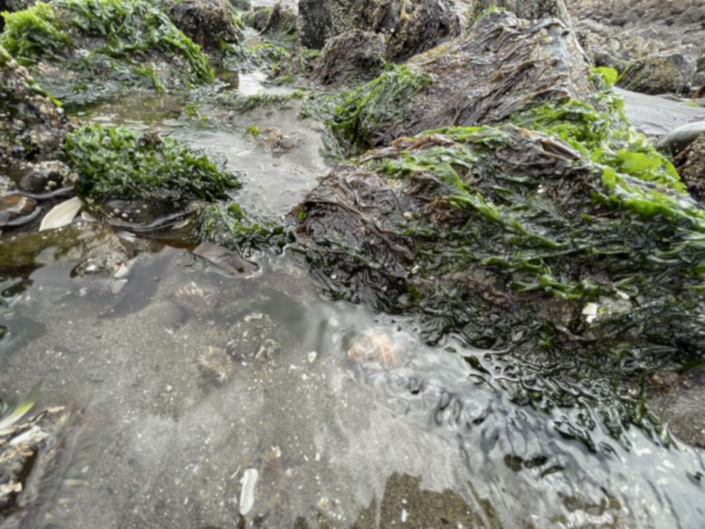 rocky tidepool with Small crabs, sea anemones, and other creatures