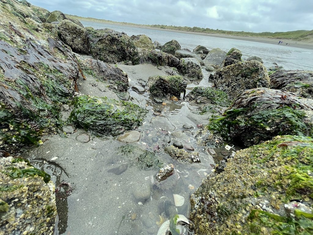 rocky tidepool with Small crabs, sea anemones, and other creatures
